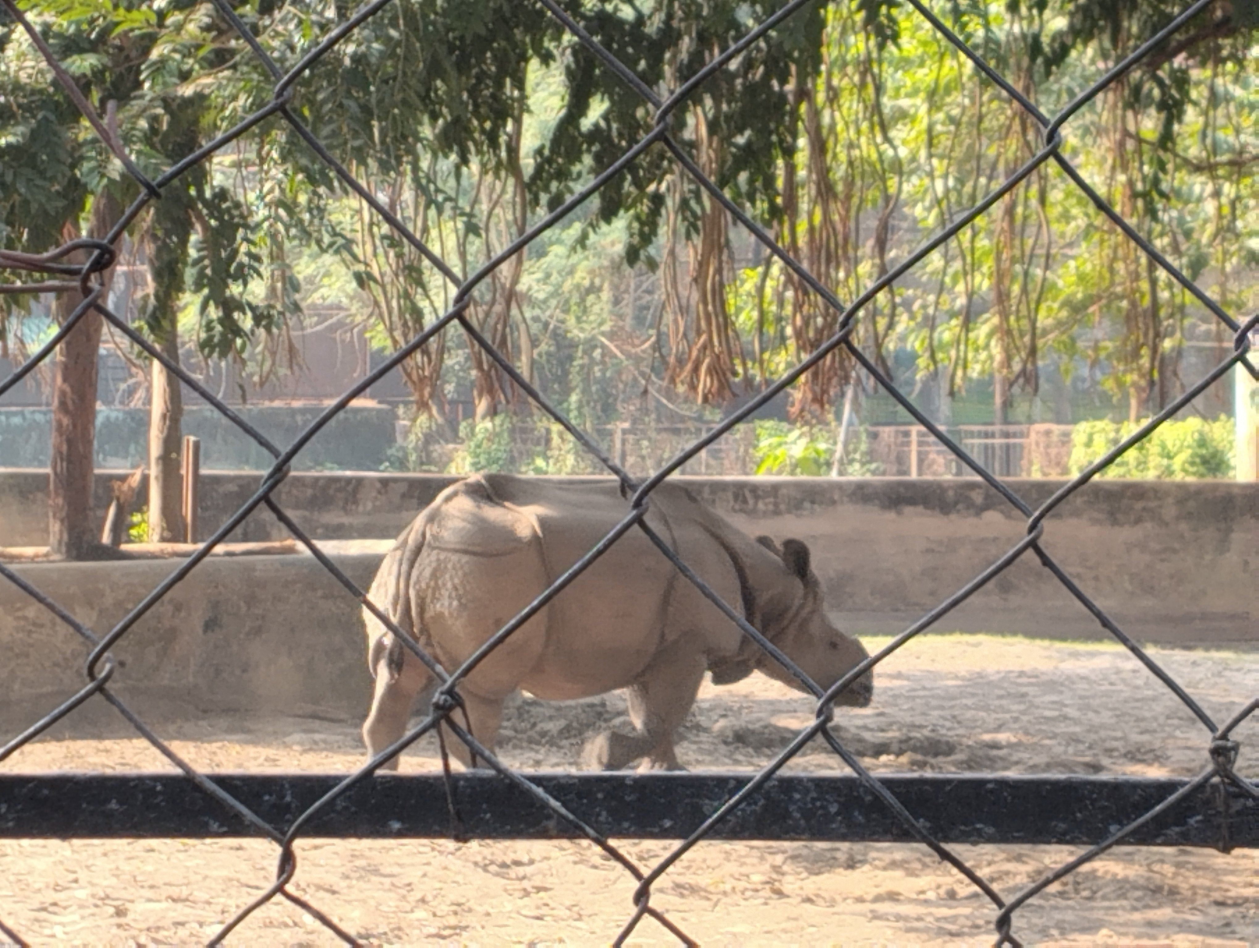kolkata rhino