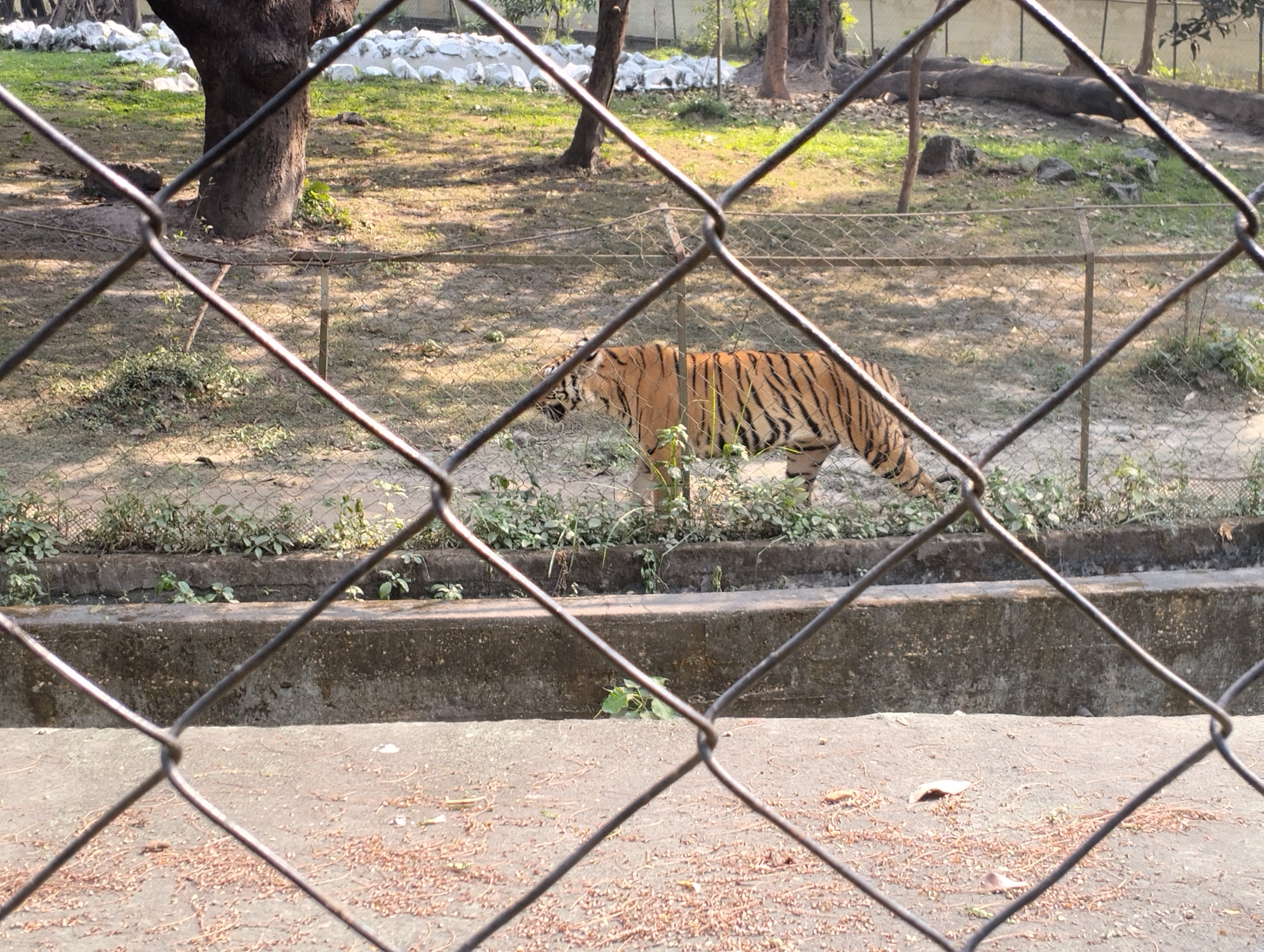 kolkata tiger