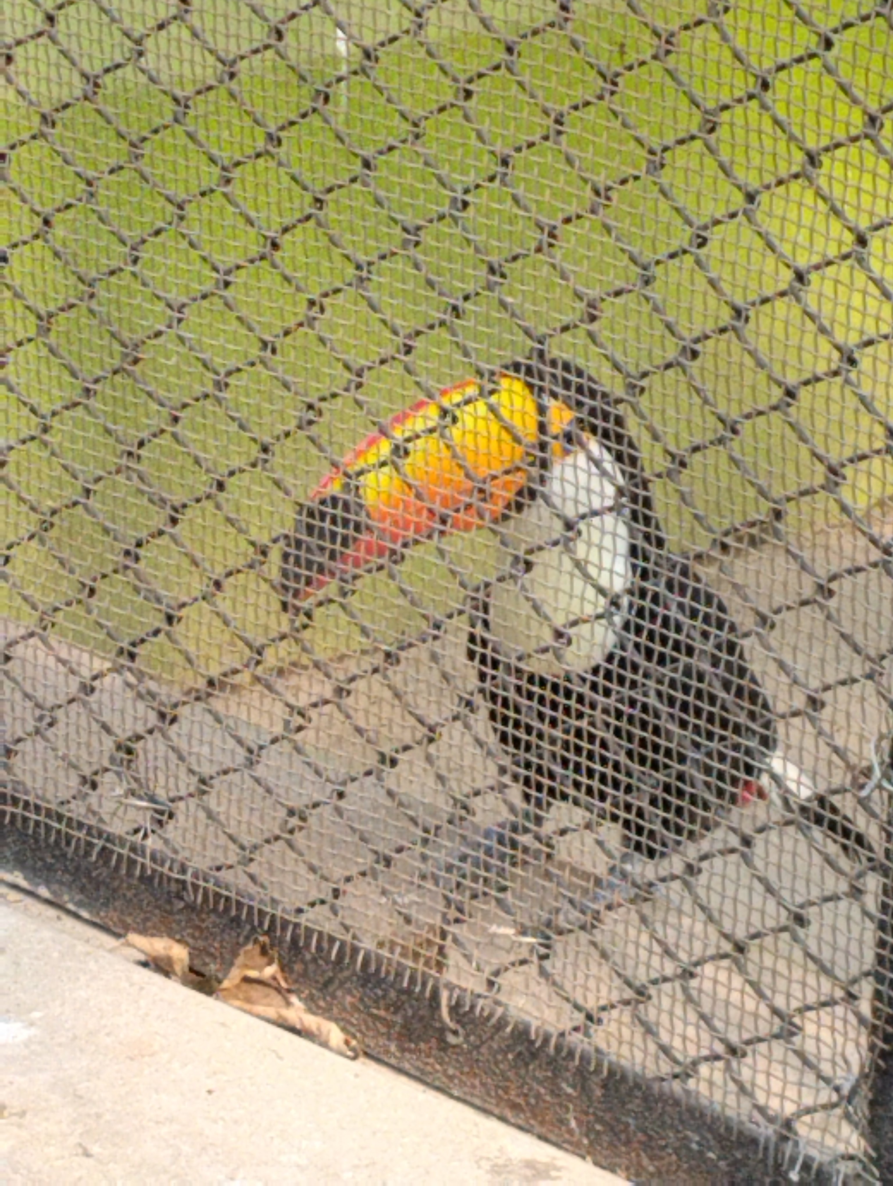 kolkata toucan