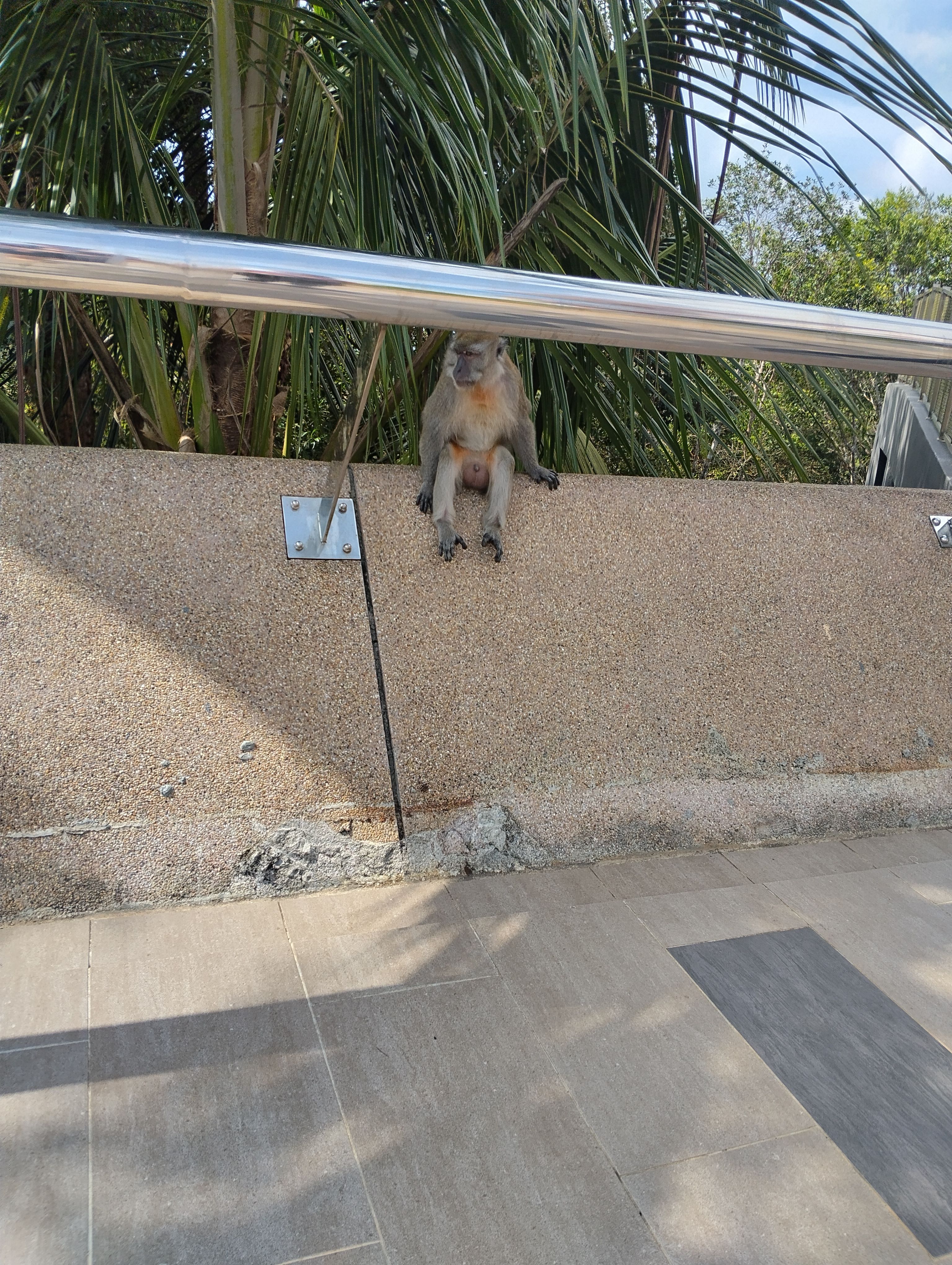 monkey