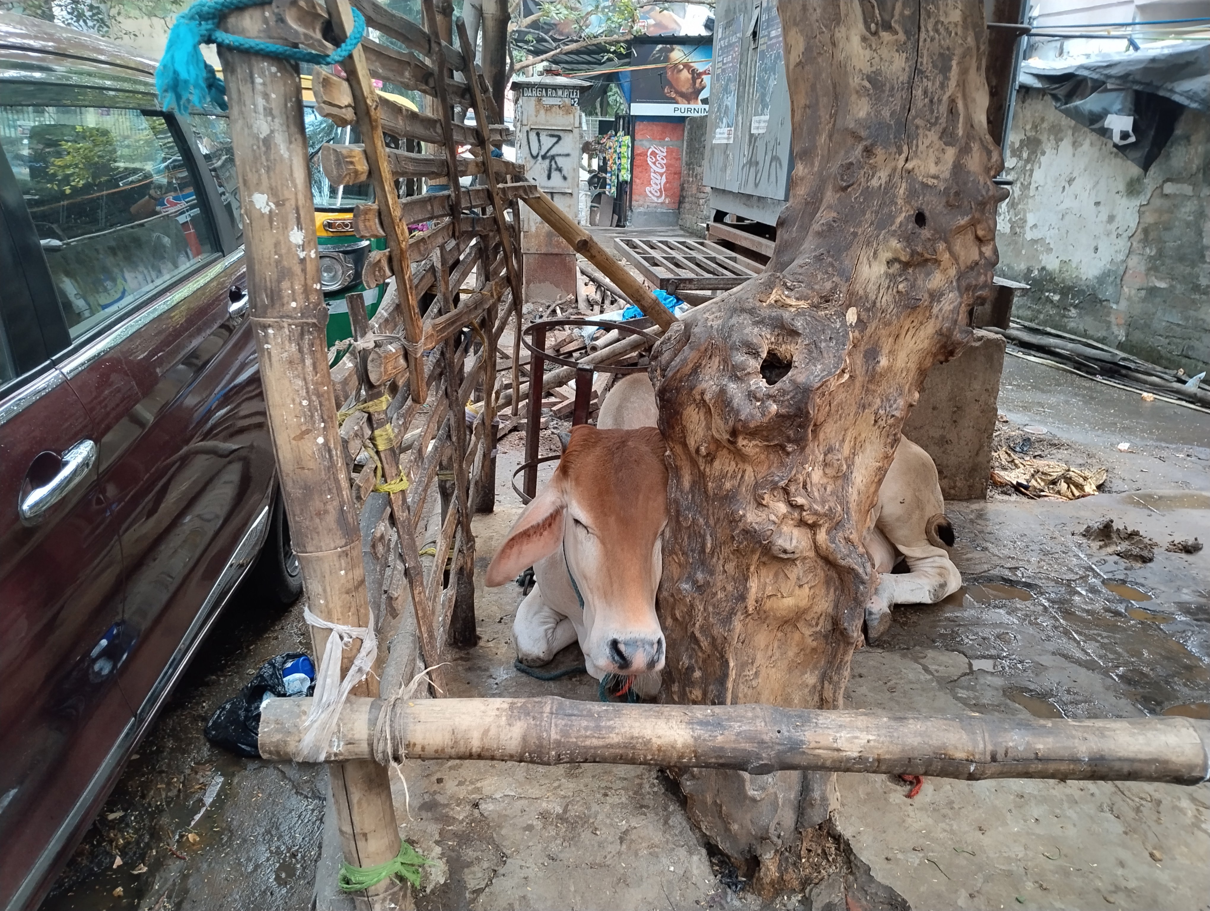 street cow
