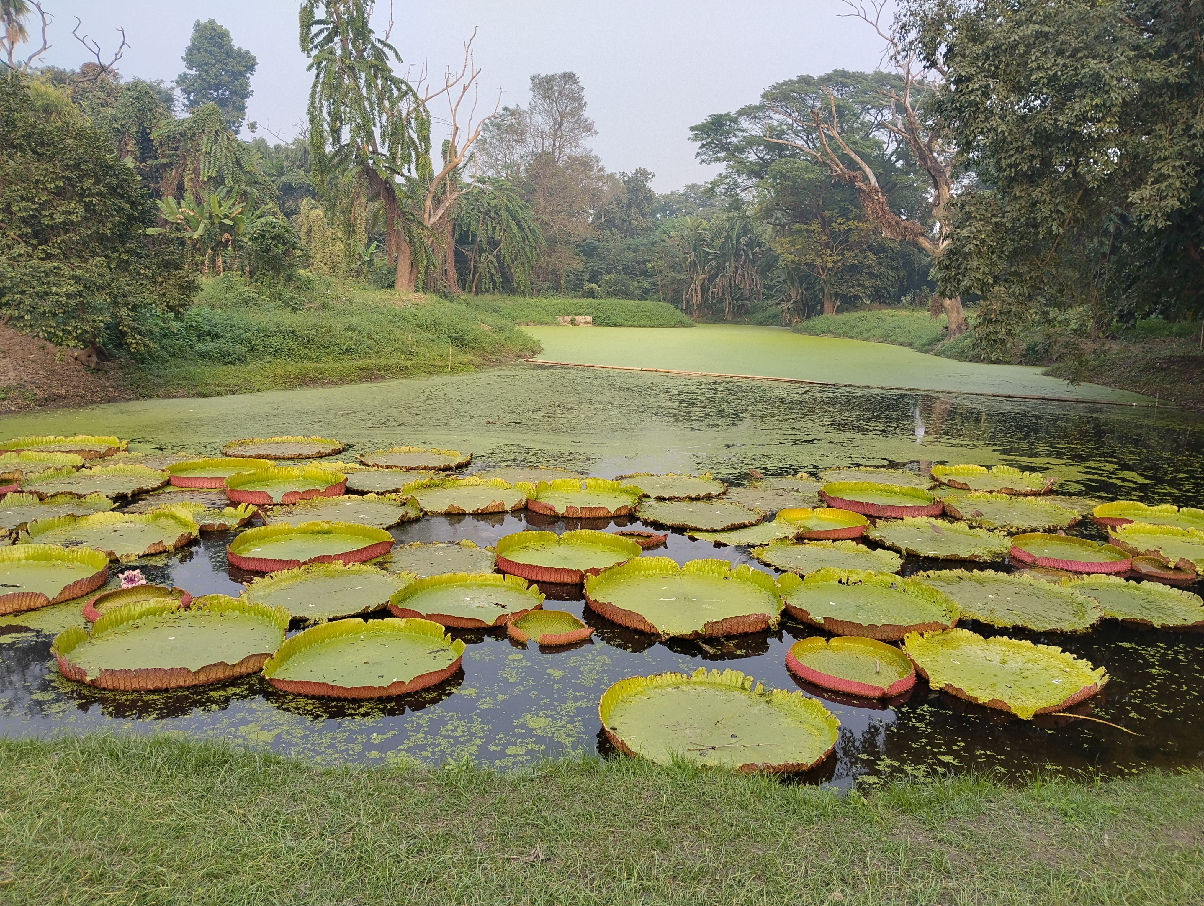 giant lily pad