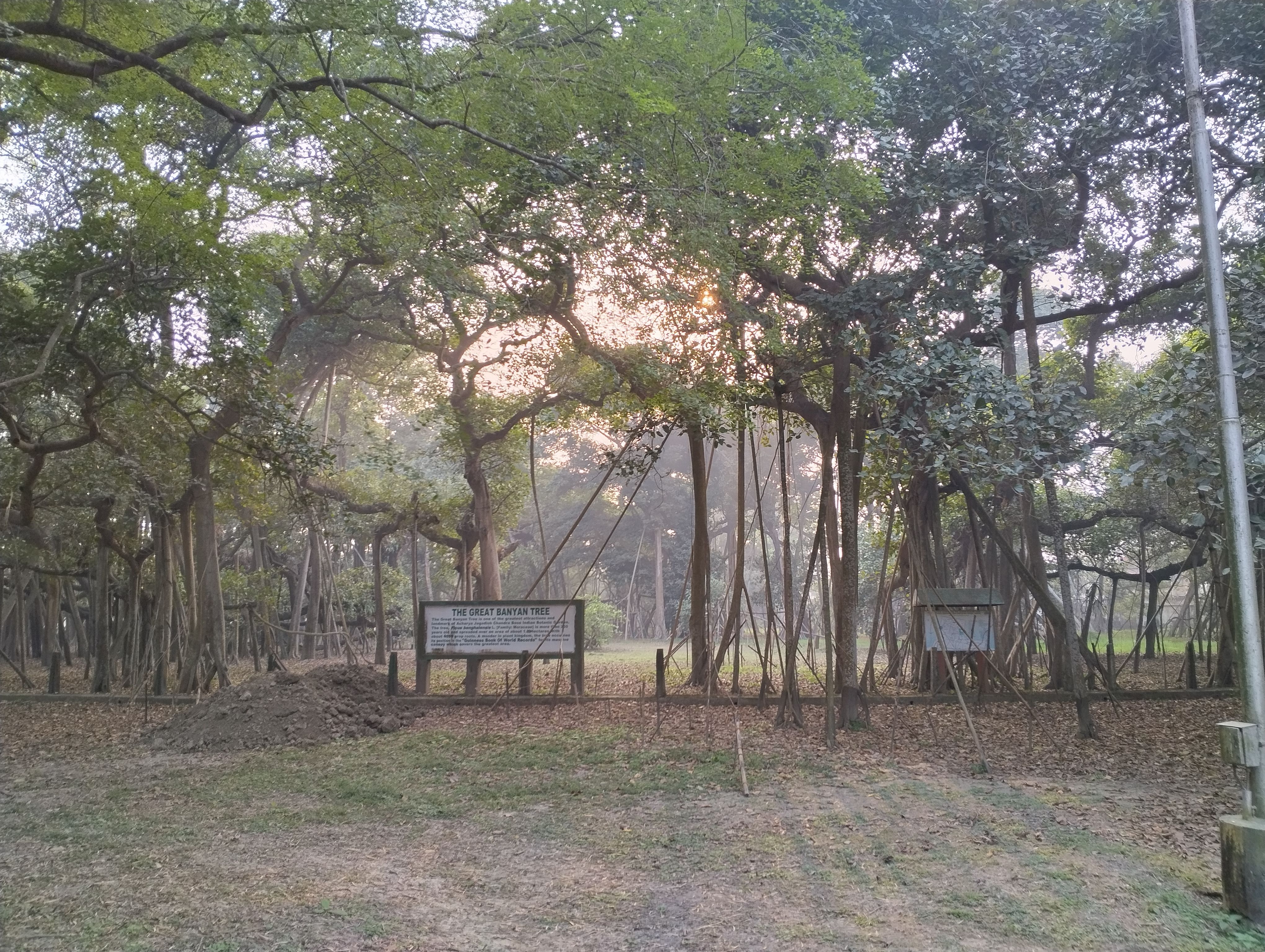 great banyan